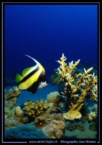 Diving the Red-Sea in Egypt... Que du bonheur... :O)... by Michel Lonfat 